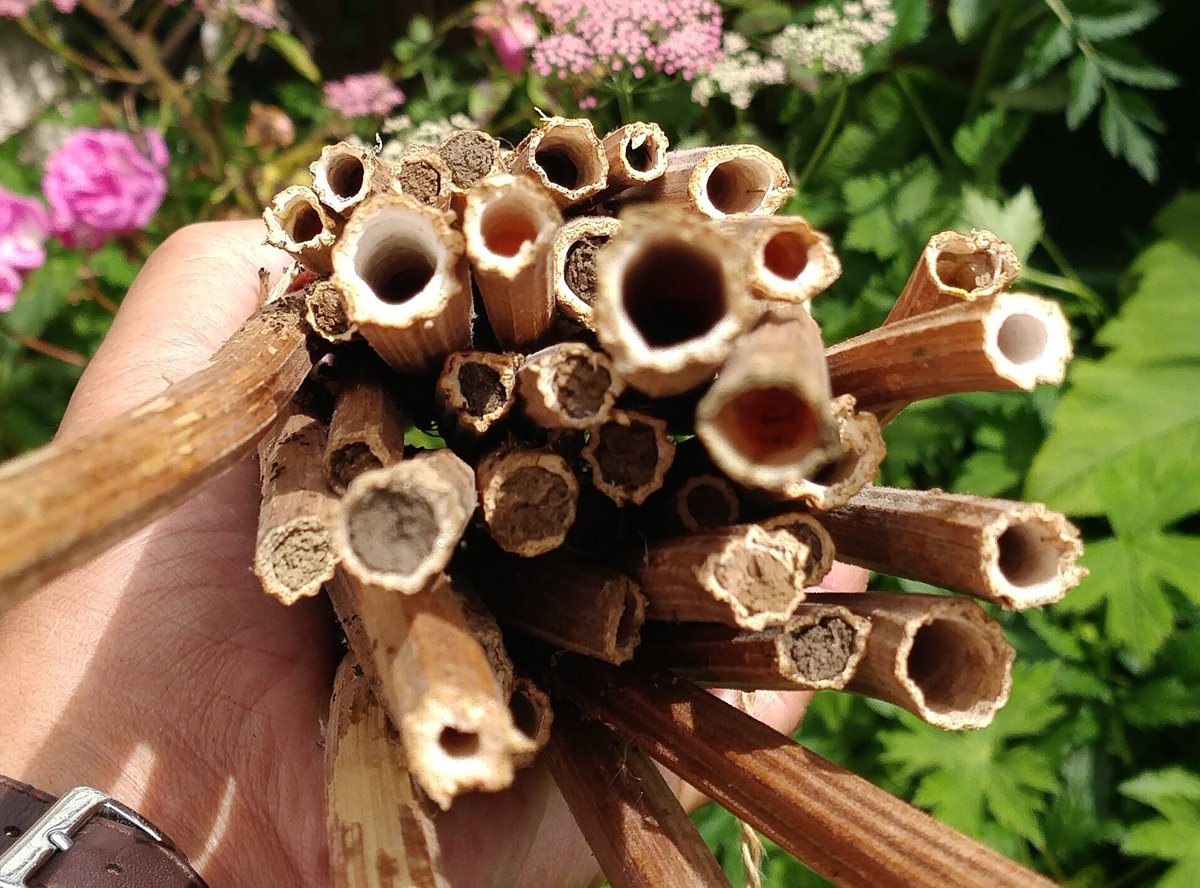 MarkSmyth1960's tweet photo. Red mason nest sites using hogweed, Heracleum sphondylium, has worked very well including some using 40cm stems
#redmason #redmasonbee #solitarybee #osmia #osmiabicornis https://t.co/aK0FN17J9F