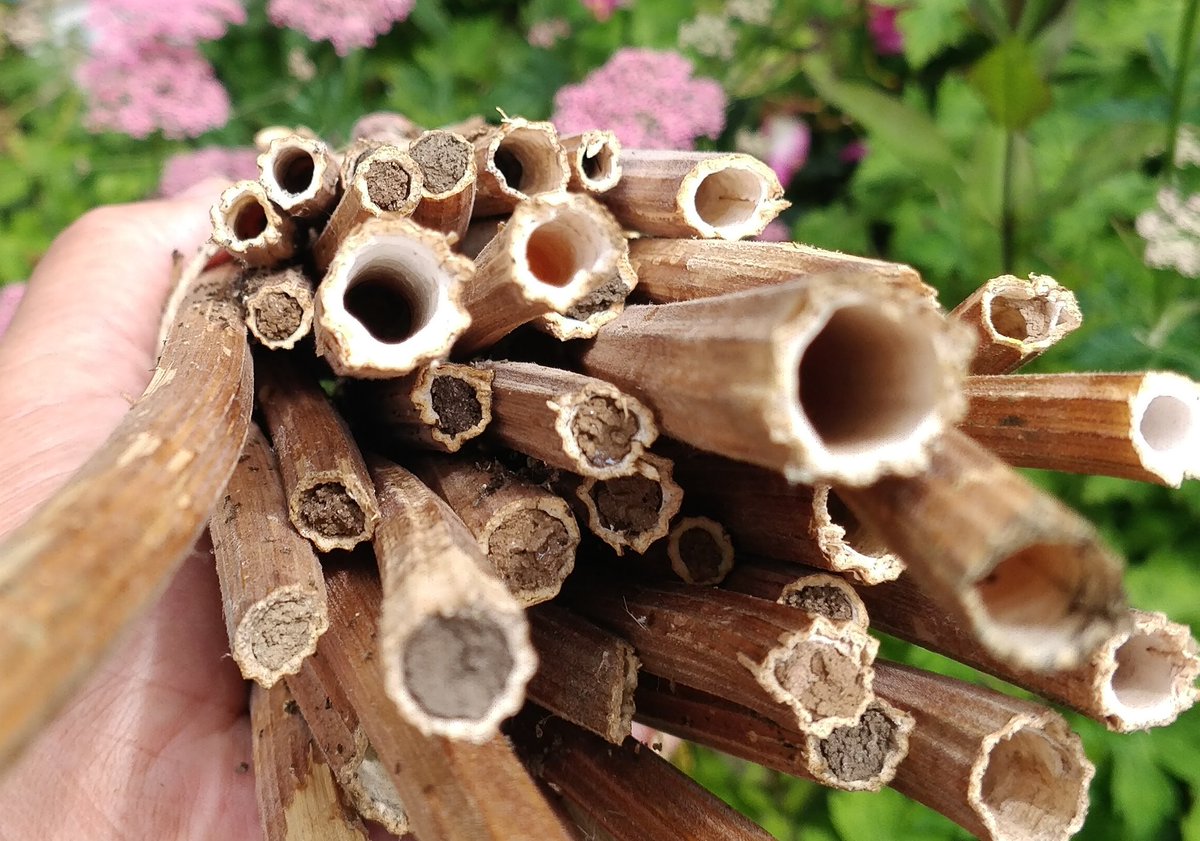MarkSmyth1960's tweet photo. Red mason nest sites using hogweed, Heracleum sphondylium, has worked very well including some using 40cm stems
#redmason #redmasonbee #solitarybee #osmia #osmiabicornis https://t.co/aK0FN17J9F