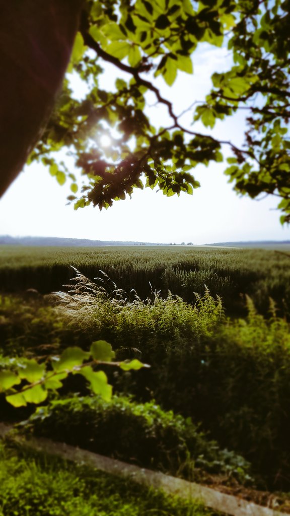 HK_Lamspringe's tweet photo. Sundowner....
#NaturePhotography 
#Natur https://t.co/AYFdPSIIKt