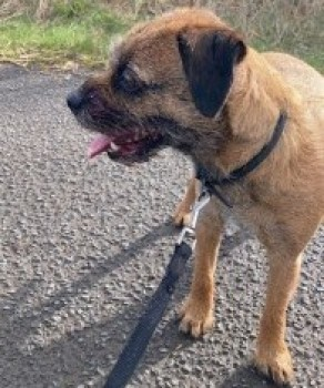millypod1's tweet photo. JACK IS HOME. THANKS FOR RT's 😊🐕🐾
🆘18 JUNE 2022 #Lost JACK #ScanMe #BTPosse
OLDER Dark Grizzle Border Terrier Male
Widdrington Village #Widdrington #Northumberland #NE61 SIGHTINGS PLZ**
https://t.co/ocVkElxojW https://t.co/smDFrs2uph