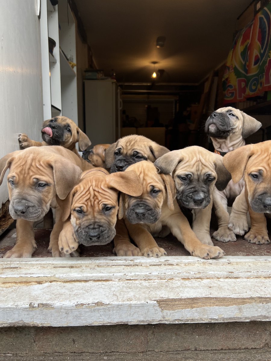 ScottDunning18's tweet photo. Some still available message for info! 

#boerboel #boerboelsoftwitter #dogs #bigdogs #bigdogsoftwitter #mastiff #southafricanboerboels #rottweiler #doberman #dogdebordeaux #canecorso #xlbully #molosser #dog #bulldog #boerboellife #liverpool https://t.co/rtUE856w47