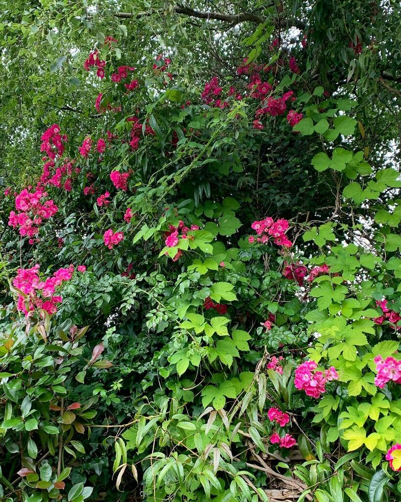 Choclette8's tweet photo. Our American Pillar rose and golden hops clambering up into next door’s tree. 

#lovemygarden #gardenlife #climbingrose #goldenhops #americanpillar #gardenroses #instaflowers #floweroftheday @farmersgirlcook @fabfood4all @lavenderandlovage @christinascuc… https://t.co/sloGVLR8jN https://t.co/IN3X1Tbtdq