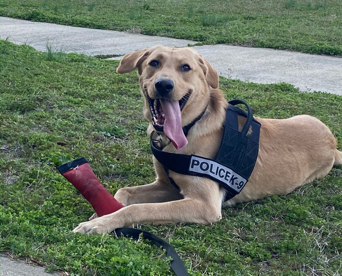 sumterscpolice's tweet photo. LOOKING FOR  K-9 JAKE: Jake got away from his tracking team while assisting on a successful search for a missing person the county.
He was last seen at about 8:30 a.m. in the Cane Savannah/Apollo Street area in Wedgefield.
Call 911 ASAP if you see him. https://t.co/4BXat7uXi6