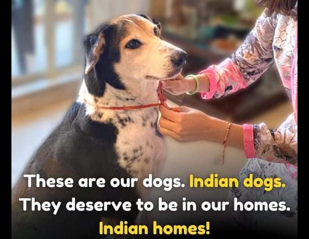 StreetLifeCause's tweet photo. #indiedogs #desidog #rescuedog #ADOPTION https://t.co/dlFuZH9FEg