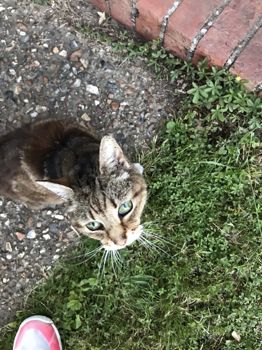 Missing Cat in West Drayton 

Much loved elderly cat has gone missing from West Drayton. Doesn’t walk very far and may have been picked up by someone. 

Help us get her home please. 

#lostcatwestdrayton #westdrayton #missingcathillingdon