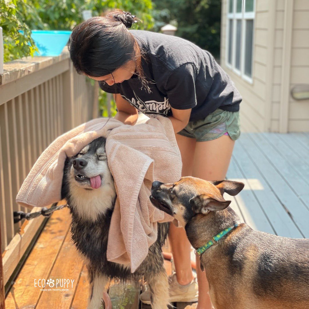 ecopuppyUS's tweet photo. Nothing like a good 🛁 so scratchy towel dry moment…. 🐶 @ecopuppyUS  #pets #petsoftwitter #doggy #dogsoftwitter #Dog #DogLover #doglove #dogstyle #ecofriendly #Ecology #santamonica #CaliforniaAdventure #California #FathersDay #cutedogs #Puppies #puppylove https://t.co/zMFOKGHnK4