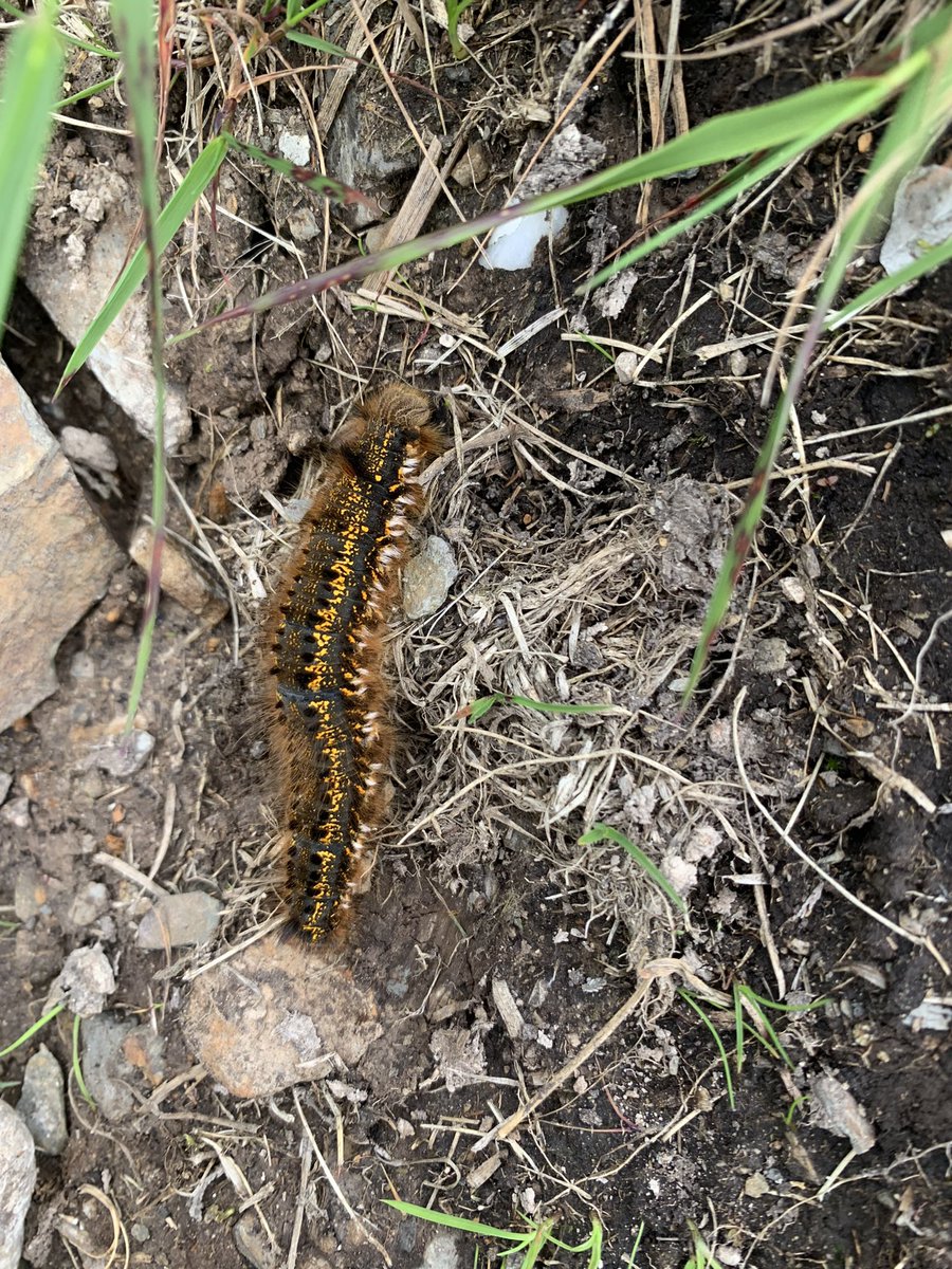 Drinker moth caterpillar?