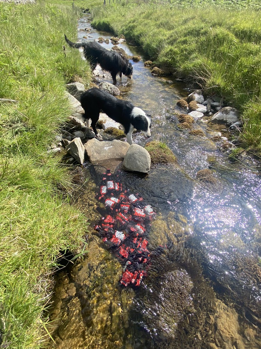 SionMorgan6's tweet photo. @bankhousefarm01 Could of come to help us @bankhousefarm01 https://t.co/tP1pGA12Kf