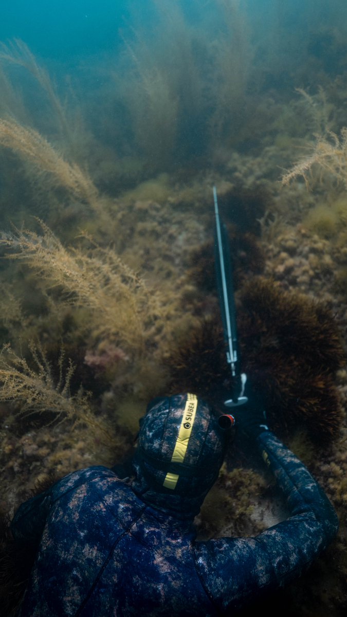 disvare's tweet photo. Hide &amp; Seek #subea #spearfishing #diving #bretagne #apnea #seaweed #fish #hunt #saintmalo #fujifilm https://t.co/JGLWXZETQH