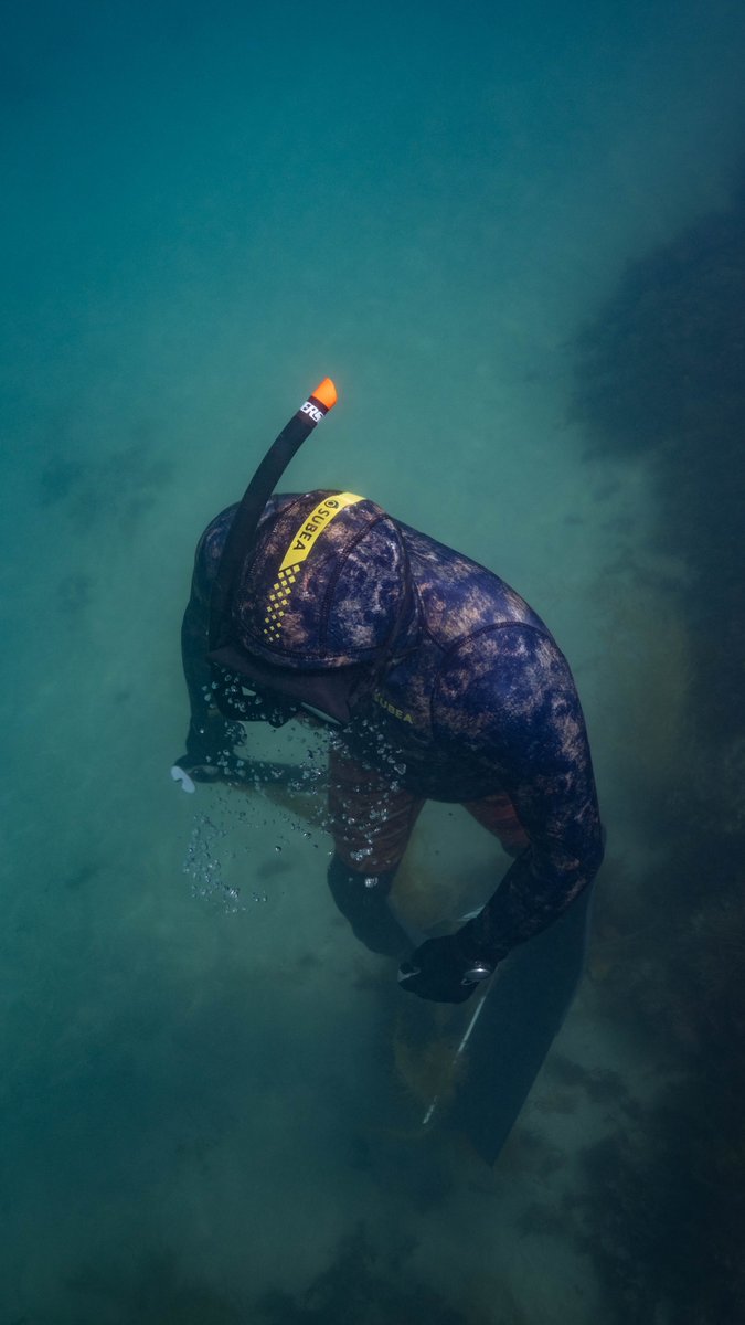 disvare's tweet photo. Hide &amp; Seek #subea #spearfishing #diving #bretagne #apnea #seaweed #fish #hunt #saintmalo #fujifilm https://t.co/JGLWXZETQH