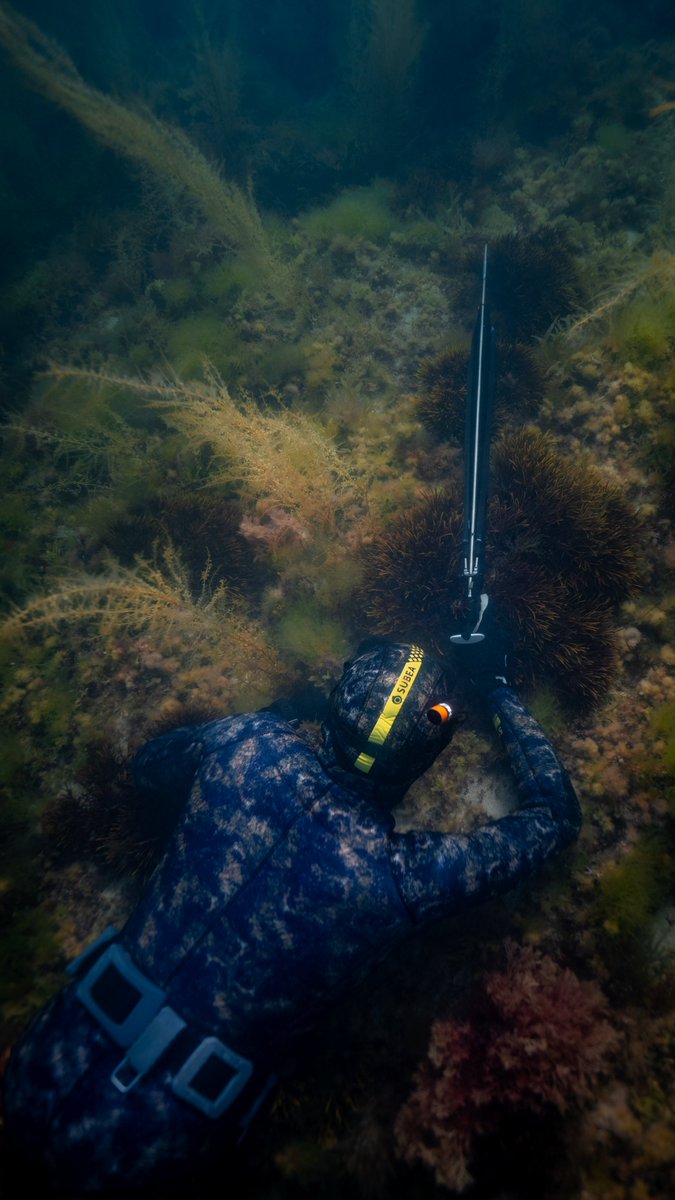 disvare's tweet photo. Hide &amp; Seek #subea #spearfishing #diving #bretagne #apnea #seaweed #fish #hunt #saintmalo #fujifilm https://t.co/JGLWXZETQH