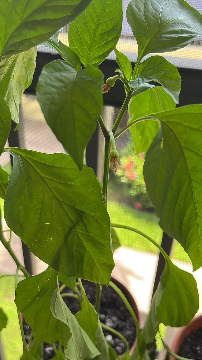 joywalkerfl's tweet image. been off the music grind and on the veggie garden grind and I’m so happy