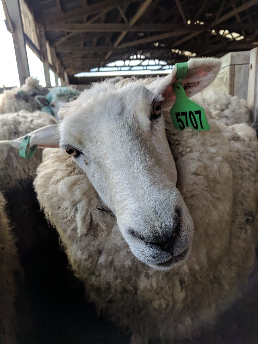 Animal Selection, Genetics and Genomics Network (@asggn_gra) on Twitter photo Measuring Methane, Microbes, and Feed Intake for breeding schemes will be held in Rotterdam on 3 July 22, 13:00-17:00.
Join this lively, practical, informative meeting through your WCGALP.com registration/email suzanne.rowe@agresearch.co.nz Cost 50Euros (inc. Lunch) Measuring Methane, Microbes, and Feed Intake for breeding schemes will be held in Rotterdam on 3 July 22, 13:00-17:00.
Join this lively, practical, informative meeting through your WCGALP.com registration/email suzanne.rowe@agresearch.co.nz Cost 50Euros (inc. Lunch)