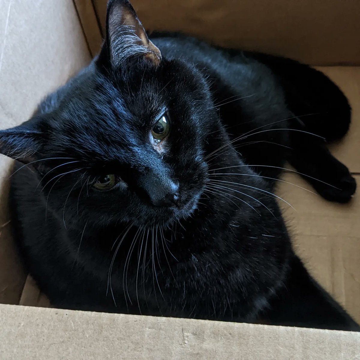 CharlieRowen14's tweet photo. Look at my beautiful boy

#CatsOfTwitter #blackcat https://t.co/GuHYFQNtC6