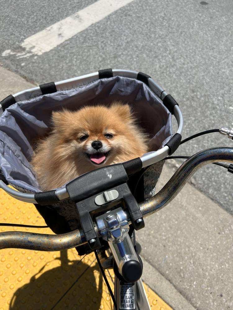 Daniel Dale tweet media