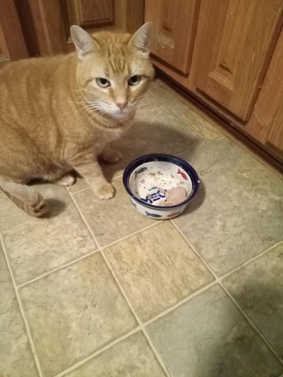 AwwHourly's tweet photo. Garbanzo. Another of my "Fur Siblings" - #fur #Garbanzo #Siblings https://t.co/3h8GaG3yGH