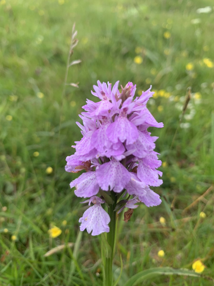 Heath spotted orchid #snowdonia #wildflowerhour