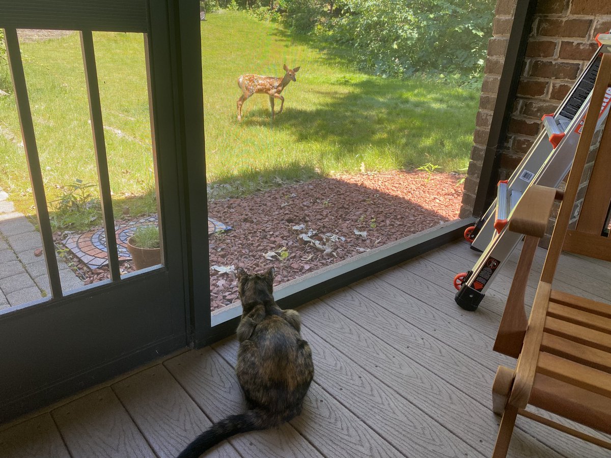 Cinnamon’s found a friend!