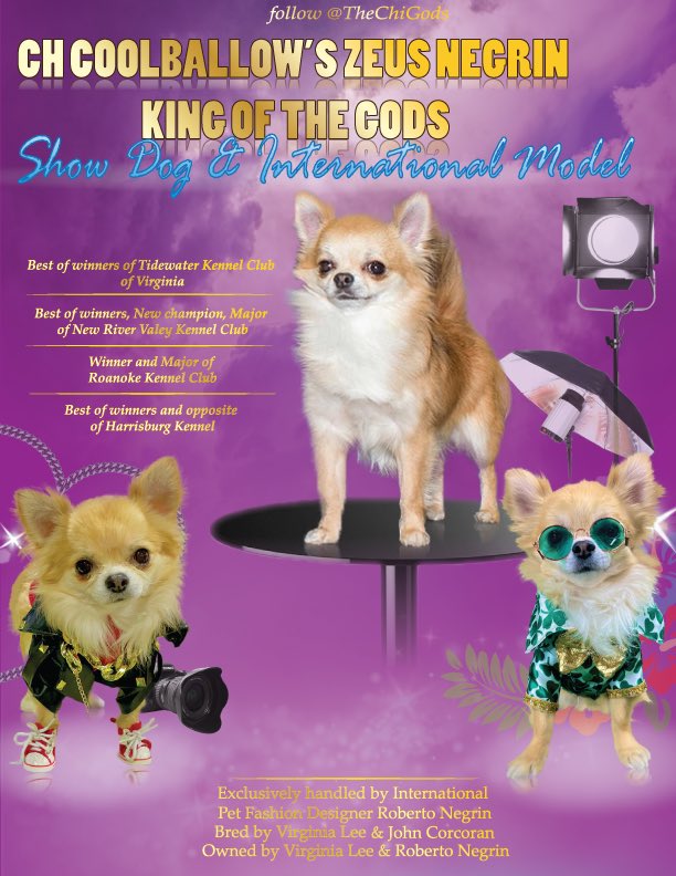 Watch us on Tuesday representing the Long Coat Chihuahuas <a href="/WKCDOGS/">Westminster Kennel Club</a> #dogshow#champion#model