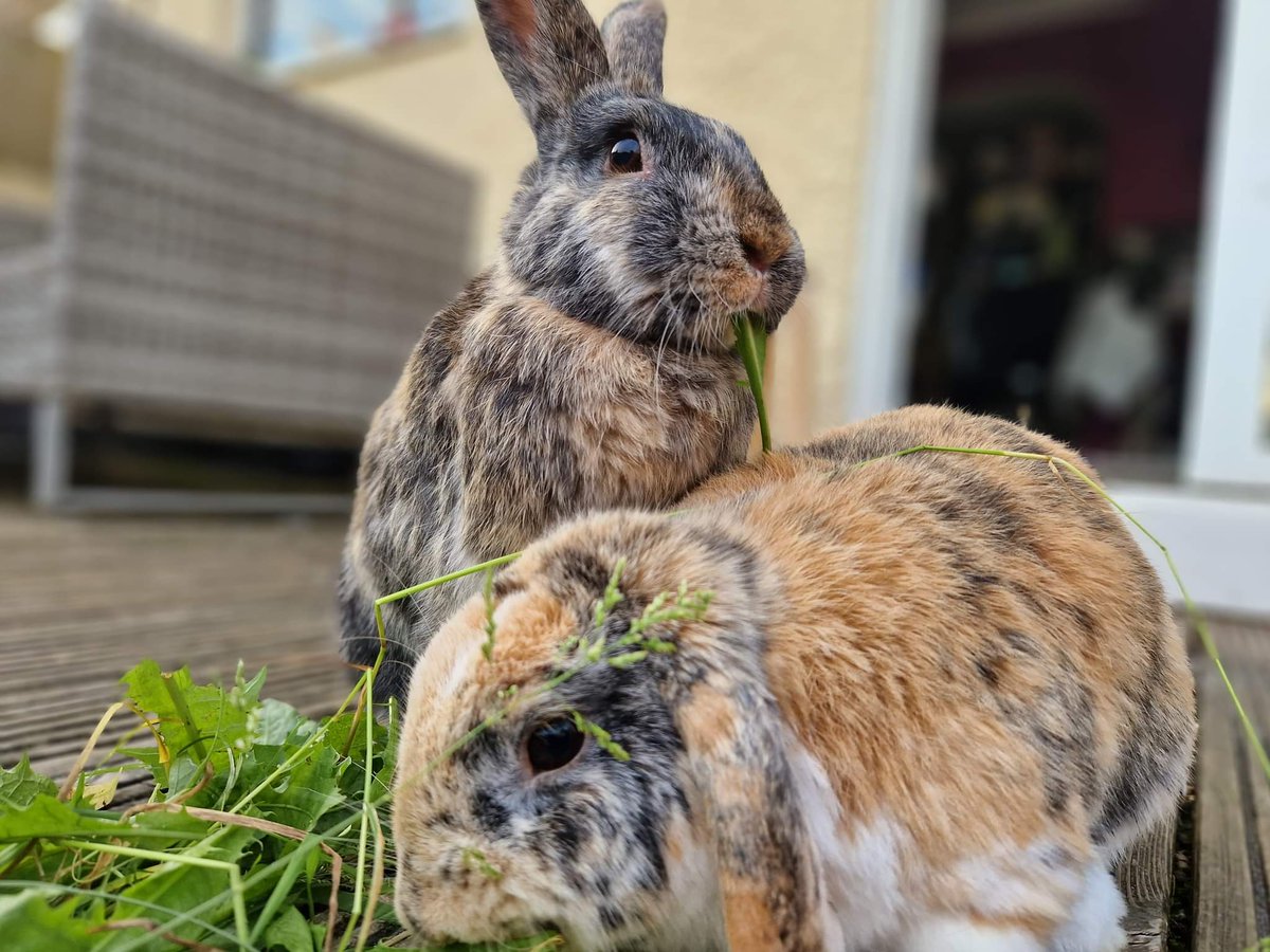 LittlestLives's tweet photo. Picnic is not well 💔 can you please help?

https://t.co/HwocuuZhJs https://t.co/3fR2rgrmhL