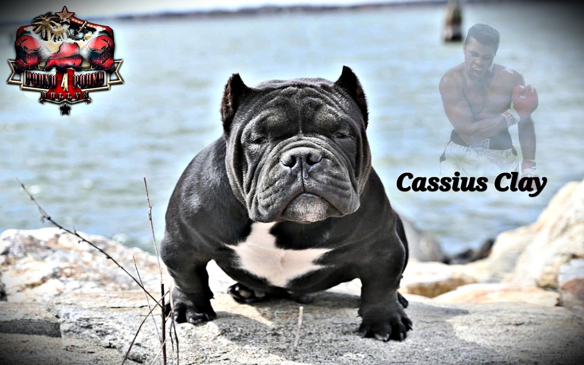 P4PBullys_CEO1's tweet photo. #theGreatest will be available for stud very soon. This boy has it all from Head to full Tail and a great foundation ped to match. Catch us at a show near you. 

OneLove 🥊... #Pound4PoundBullys #boxing #CassiusClay #Pound4Pound #ct #worldwide #FL #hiphop #worldstar #designer https://t.co/PadJAfbpwl