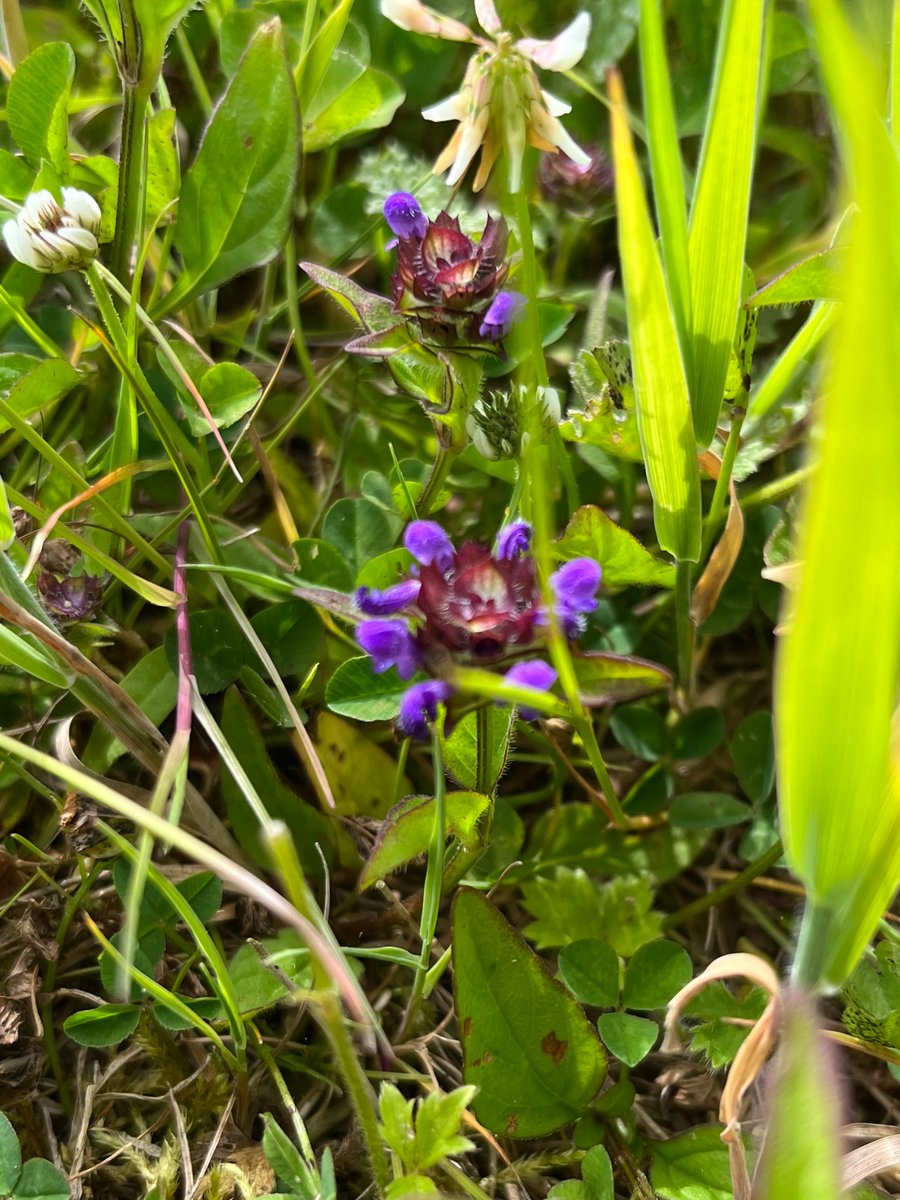 The_BeeGirl's tweet image. Selfheal for #wildflowerhour