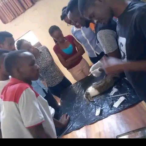 InciSioN Burundi à travers son Education Subteam a organisé une séance de formation sur:"Les Techniques de Base de Suture et Pratique sur peau de lapin"