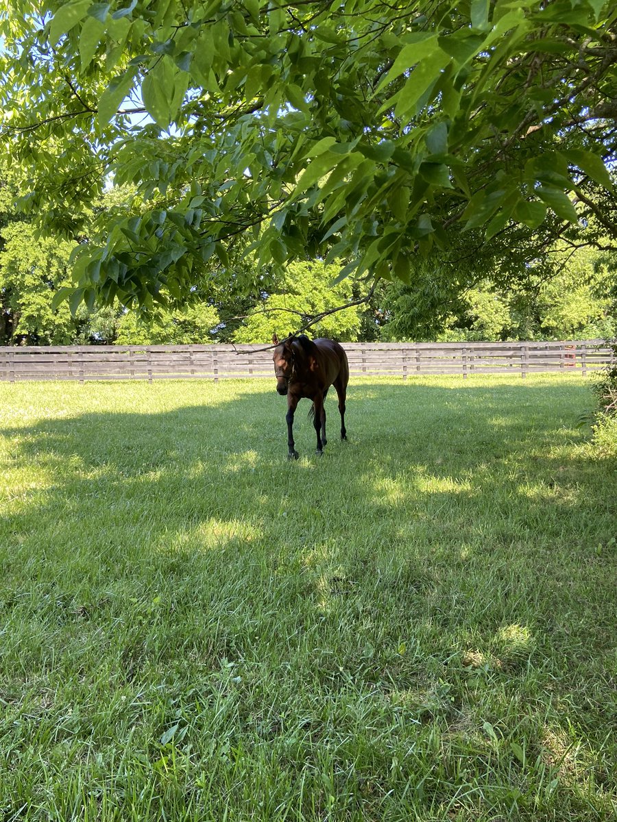 FarmParagon's tweet photo. This mare ran @ChurchillDowns a week ago! She came straight to the farm and got a week in a small grass paddock. Looks as if she didn’t mind the week off! https://t.co/sahncvYaR2