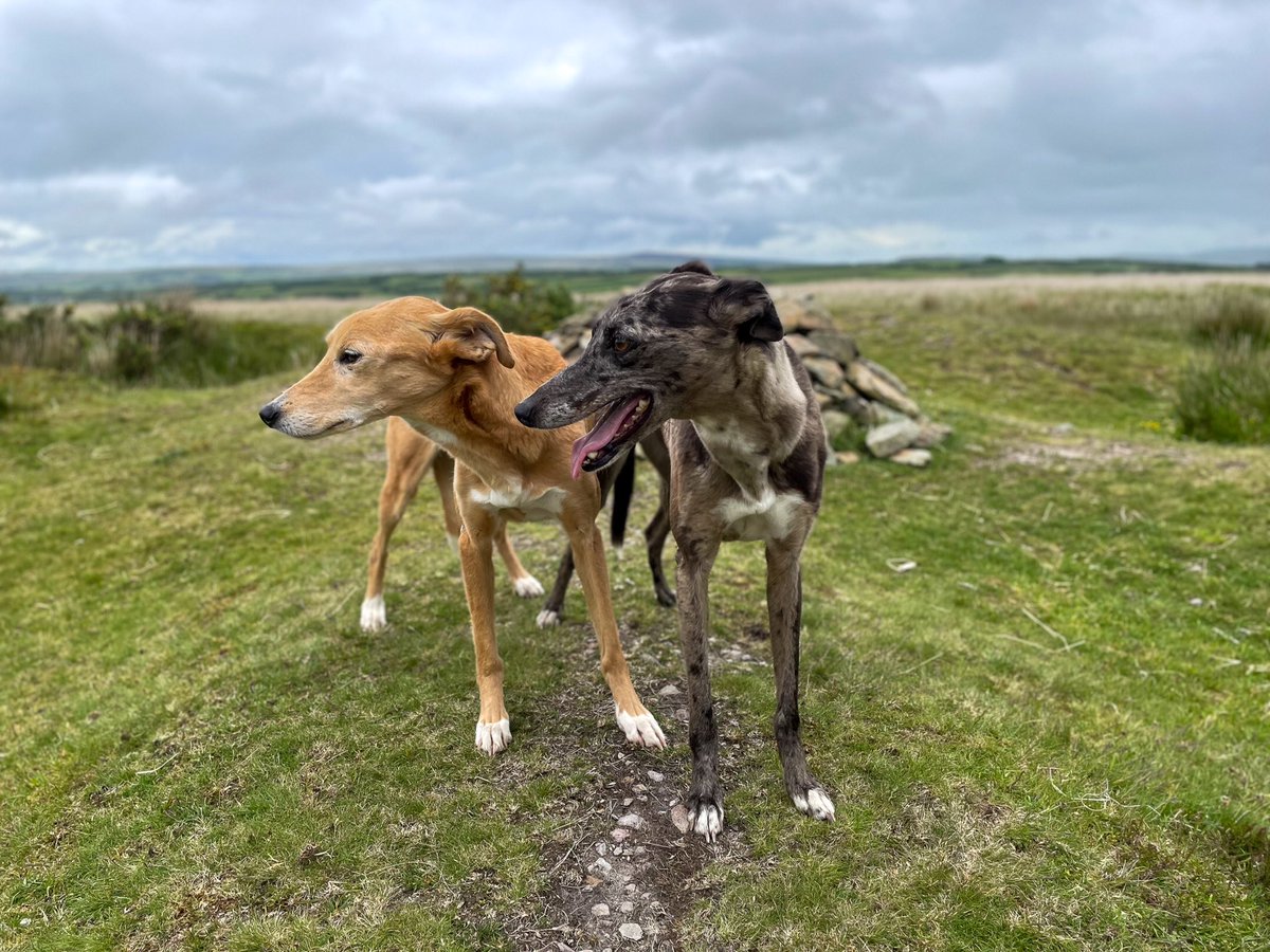 lurcherwork's tweet image. #lurcher #runningdogs #sighthound #kelpiecross #merle
