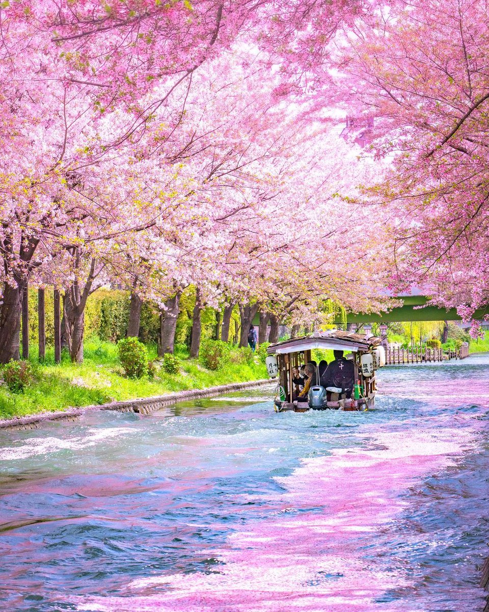 Cherry Blossoms, Kyoto, Japan 🌸💕

#travel #travelphotography #japan