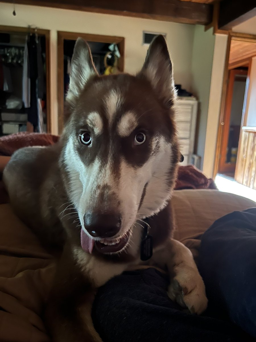 mellow_messiah's tweet photo. A good boi. https://t.co/3FnPLg7ipj