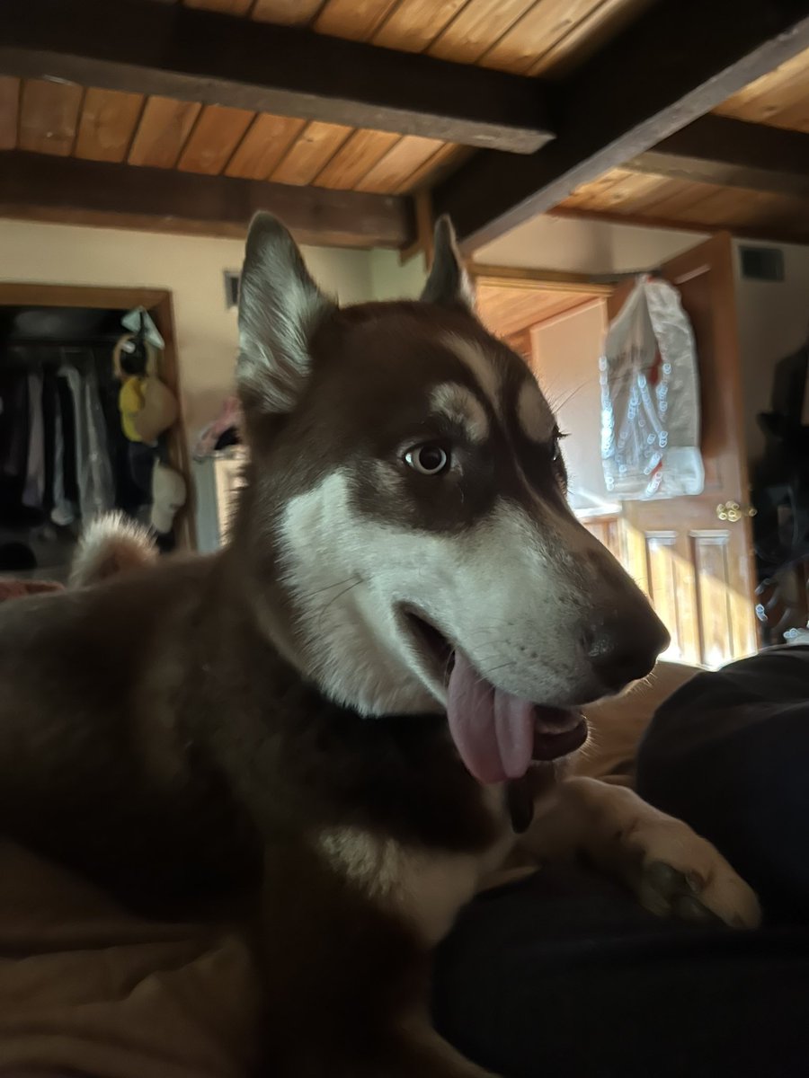 mellow_messiah's tweet photo. A good boi. https://t.co/3FnPLg7ipj