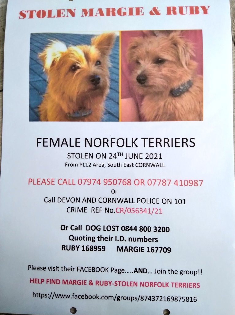 Vicky70912901's tweet photo. 💔it will be 1 year this #Friday that @FindMargieruby were #Stolen. To all thatve helped before & more besides please #retweet to make them #toohottohandle.
Let's share far and wide & Make a #Twitter #storm
#TwitterStorm
#Stolendogs
#Help #Stolendogs
#dogsoftwitter
T Y ❤🤞🏻 https://t.co/azQZkfvDQO
