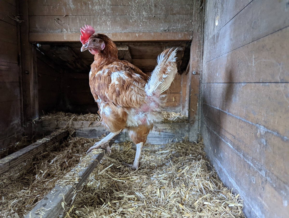 pwelbourn's tweet photo. We collected some ex-commercial hens today. They seem to have settled well in their new home at the bottom of the garden. https://t.co/C8dUVb2MQq