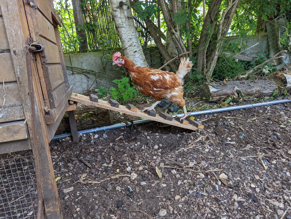 pwelbourn's tweet photo. We collected some ex-commercial hens today. They seem to have settled well in their new home at the bottom of the garden. https://t.co/C8dUVb2MQq