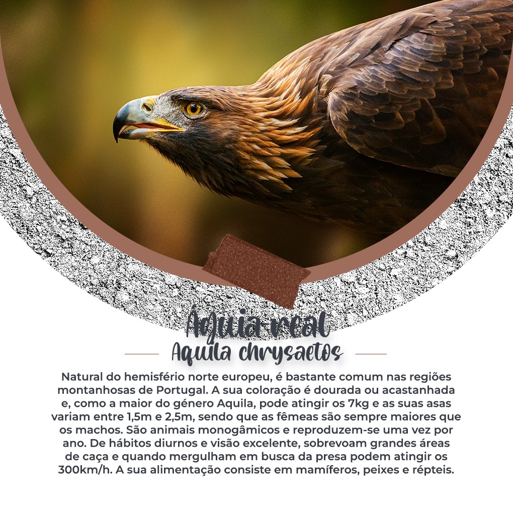 Foresttail2021's tweet photo. A Águia-real é FELIZMENTE uma espécie que NÃO se encontra em vias de extinção, no entanto, este mesmo facto dá-se por habitarem áreas montanhosas de difícil acesso
#foresttail #forest #tail #association #portugal #verde #animais #plantas #dafarm  #pinguim #aguiareal #aguia 🦅 https://t.co/1Kz9URoZ0J