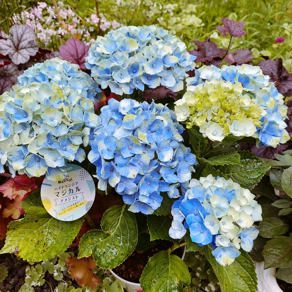 تويتر ナナイロ 雪国ガーデナー على تويتر ダンスパーティー コットンキャンディ マジカルアメジスト 昨日ホムセンから定価で救出した子 名無し いわゆる定番 な紫陽花の地植えっ子 昔ながらの紫陽花が いちばんブルーが安定してる気が 品種改良を