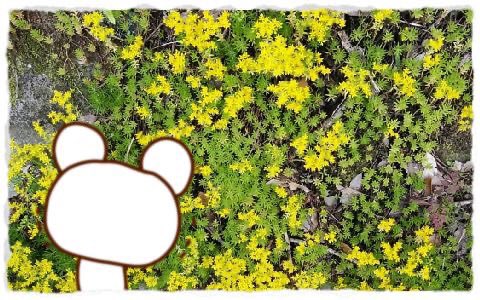 名も無きクマ Twitter 搜尋 Twitter