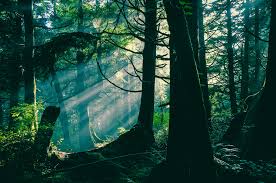 ZephraAnderson1's tweet photo. If only I could live in the part of Washington  where it looks more like this. I would be in heaven. It's just so beautiful  and I would go on long walks every day if I was there. My soul feels at peace in the mountains  that's where I feel alive. https://t.co/Y2EM47pqWP