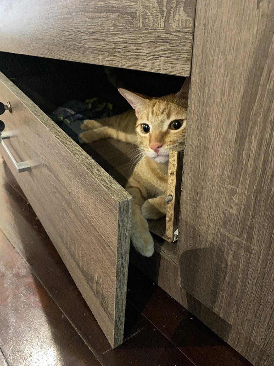 I found a purrfect space to have a rest😺

#CatsOfTwitter #cats #ねこ #猫のいる暮らし