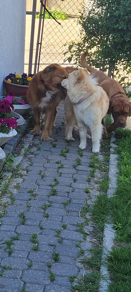 Mika my boarding gave Zoosk a kiss! Luckly Mika’s bf boarding Leo didn’t see that kiss! Lol