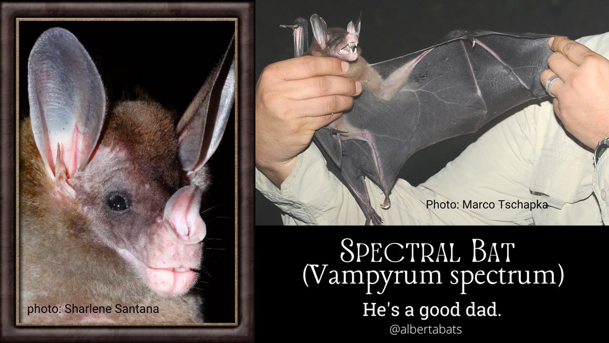 #HappyFathersDay2022 One of the BEST bat dads is the Spectral Bat! 
-roosts in family groups with Dad wrapping his wings around the family in a big, protective group hug
-mates for life
-eats sm mammals (inc bats) frogs & lizards
-biggest of the 'microchiroptera'
#Bats