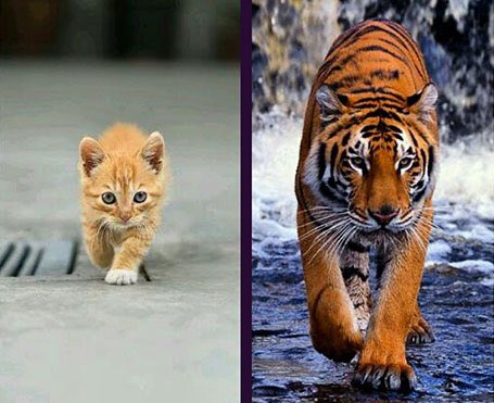 ShannonBream's tweet photo. Um, flight attendant just announced there’s a cat on the lose on our plane. Pretty sure it’s the cute kind, not - you know - a tiger or something … https://t.co/BWpSJuSWP4