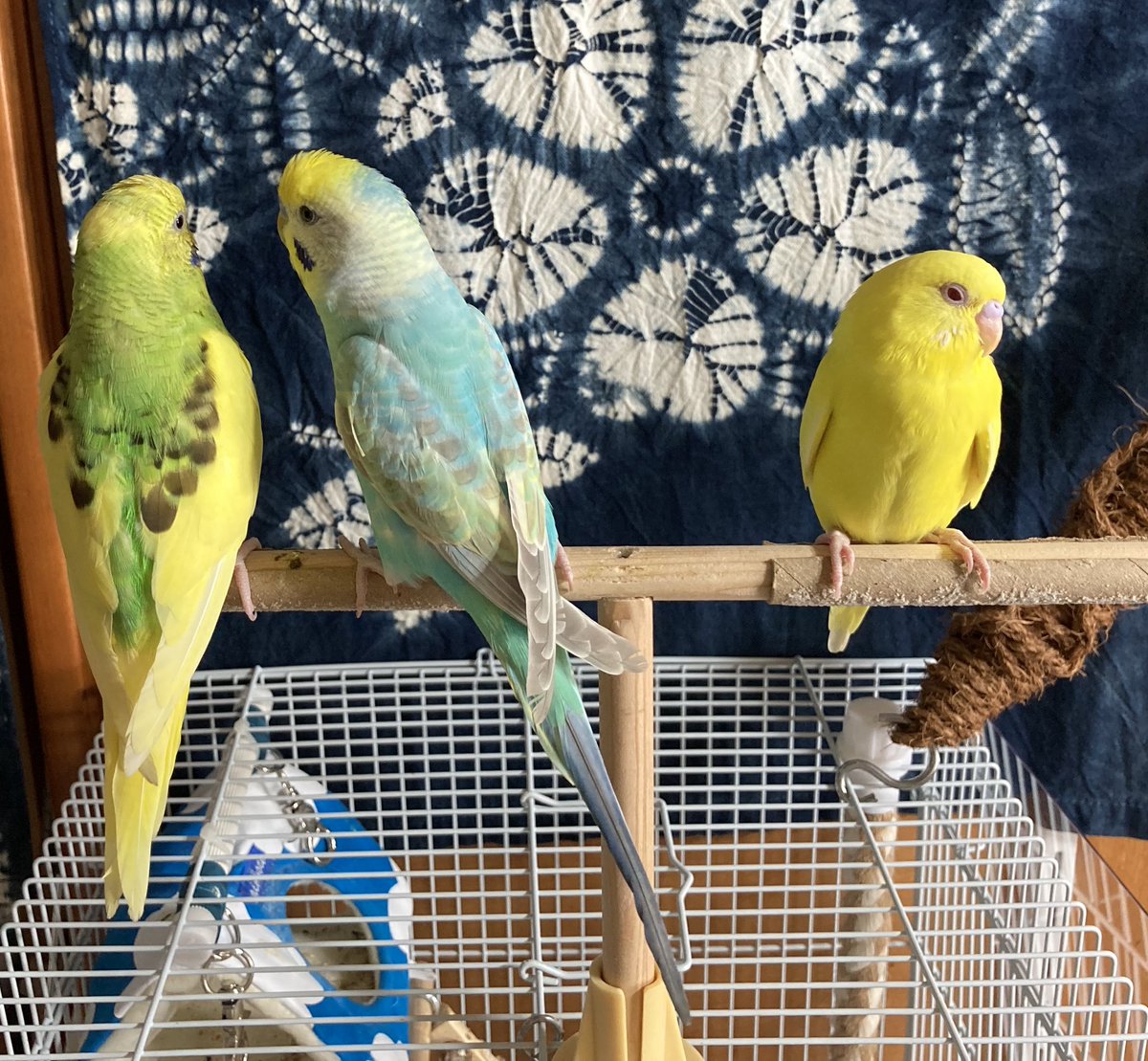 ももか (@ars_s125red) / X