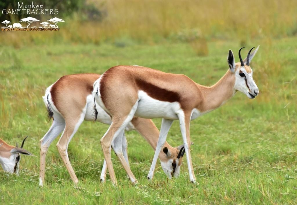 mankwegametrack's tweet photo. Did you know that there are Springbuck in Pilanesberg?🌍
#MankweGAMETRACKERS #Welcometoouroffice #springbuck #travelphotography #Nature #SouthAfrica #Travel #PilanesbergNationalPark #awesomeglobe  #wildlifeonearth #wildlifeplanet #WorldCaptures #BeautifulDestinations https://t.co/LuR1rucBsl