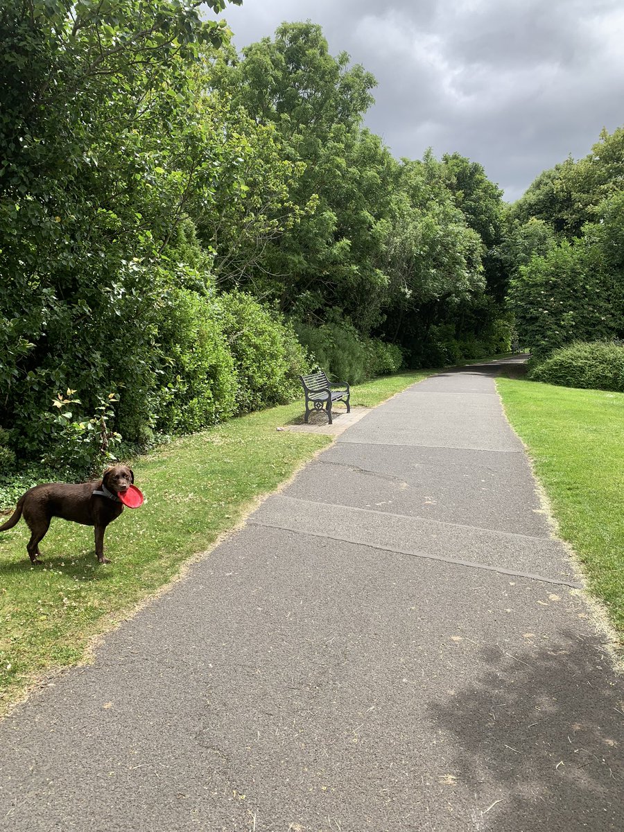 1nf0_s3c's tweet photo. Day 170 - a walk with Harper &amp; Bailey around Glasnevin today. A sad day as poor Kip the rabbit had to be put to sleep. He was a fearless little rabbit.☹️😔😖😭 #RIPKip

#100daysofwalking  #round2crew @100DaysOfWalkin @NTBreakfast https://t.co/QORi3430Nv