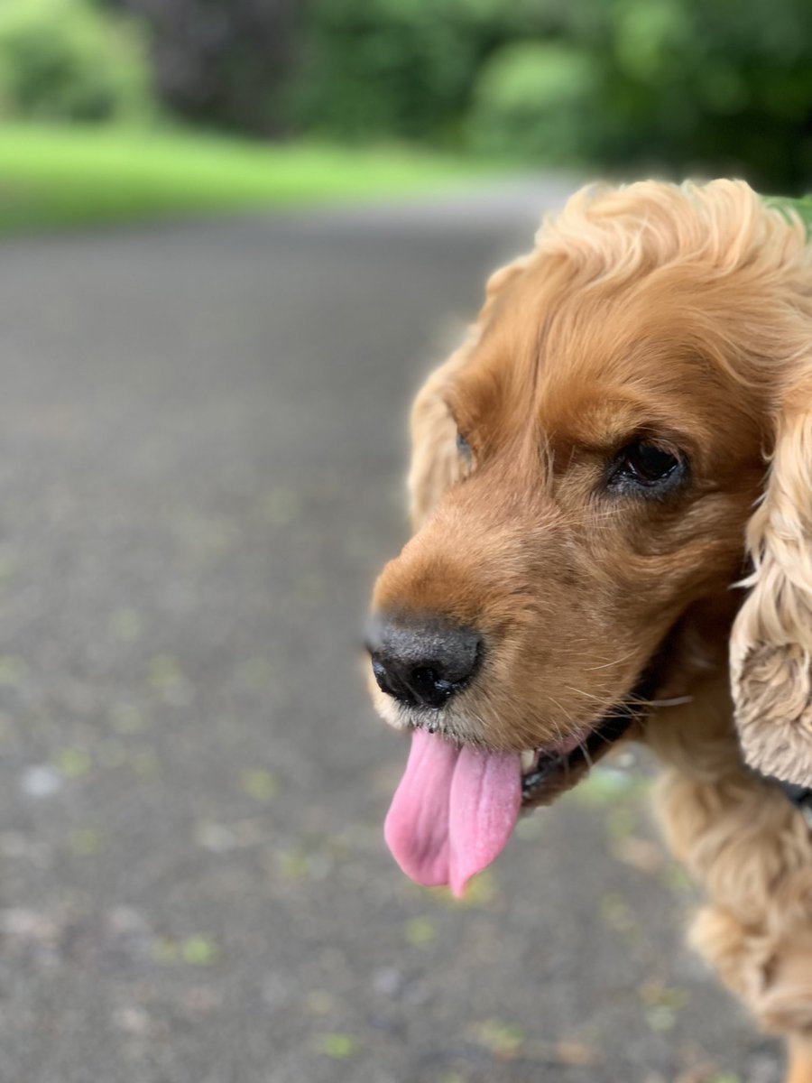 1nf0_s3c's tweet photo. Day 170 - a walk with Harper &amp; Bailey around Glasnevin today. A sad day as poor Kip the rabbit had to be put to sleep. He was a fearless little rabbit.☹️😔😖😭 #RIPKip

#100daysofwalking  #round2crew @100DaysOfWalkin @NTBreakfast https://t.co/QORi3430Nv