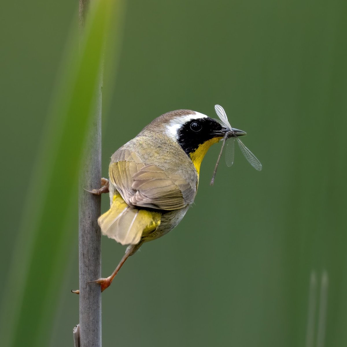 A papa common yellowthroat with a dragonfly 

#commonyellowthroat #birds #warblers#twitternaturecommunity #birdphotography