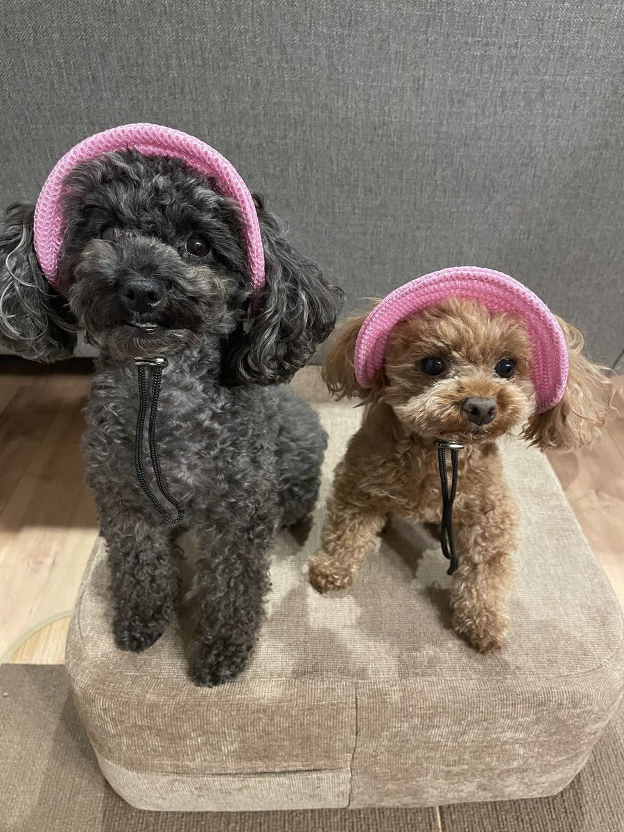 t_ernofficial's tweet photo. 帽子あげた👒♥️
かわいすぎる https://t.co/Z33nO0pWyg