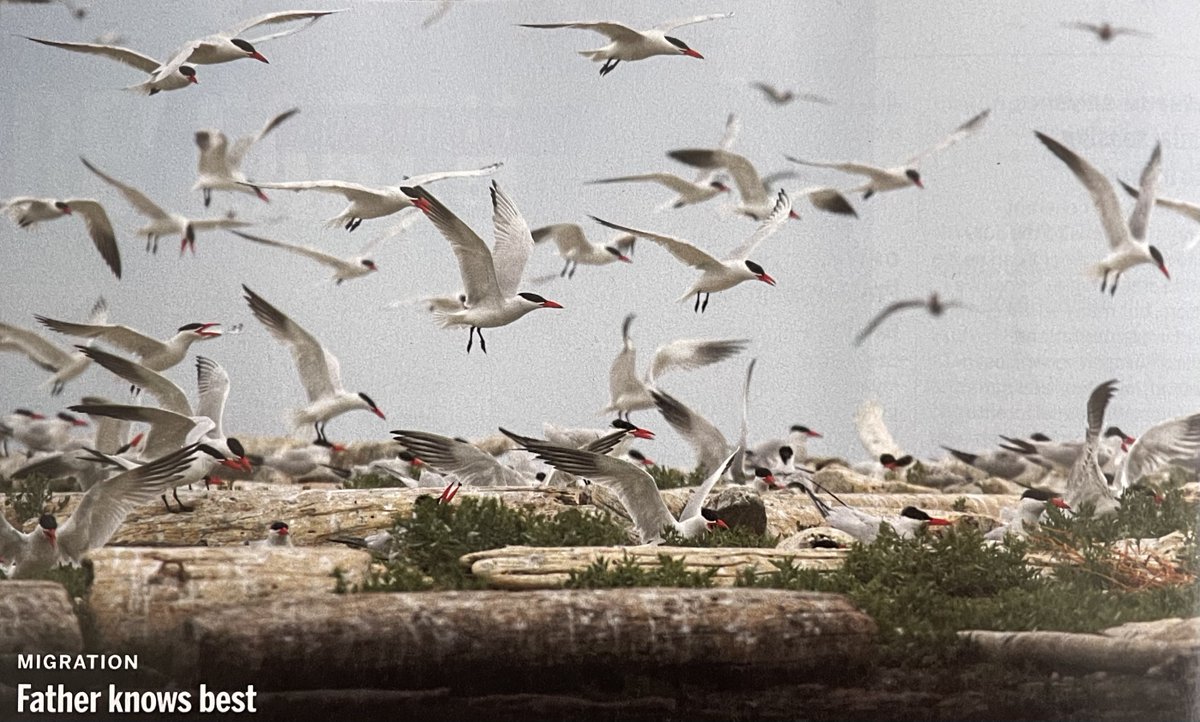 Happy Father's Day!
In Caspian terns, male parents are mostly responsible for guiding naïve young during their first long-distance migration. Source: Nature Communication and Science